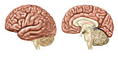 Brain, Lateral and Sagittal Views