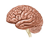 Brain, Lateral View, Illustration