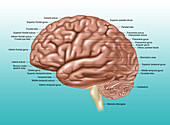 Brain, Lateral View, Illustration