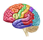 Brain, Lateral View, Illustration
