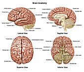 Brain Anatomy, Illustration