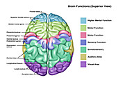 Anatomy & Functions of Brain, Illustration