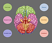 Brain Anatomy, Inferior View, Illustration