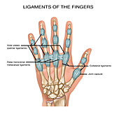Finger Ligaments, Illustration
