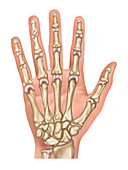 Hand Anatomy, Illustration