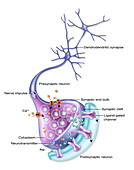 Detailed Neuron, Illustration