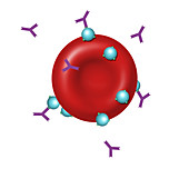 Antibodies and Antigens, Illustration