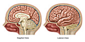Brain, Sagittal and Lateral Views