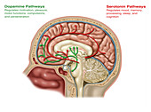 Brain Pathways of Dopamine and Serotonin