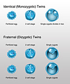 Development of Twins, Illustration