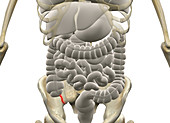 Gastrointestinal system with Appendix