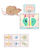 Male and Female Mice, Brain Comparison