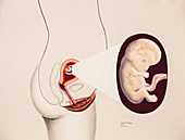 Pregnancy, Embryo at 2 Months, 2 of 9