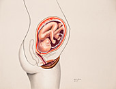 Pregnancy, Foetus at 6 Months, 6 of 9