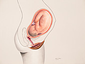 Pregnancy, Foetus at 8 Months, 8 of 9
