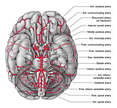 Arteries of the Brain, Illustration