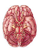Arteries of the Brain, Illustration