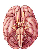 Cranial Nerves, Illustration