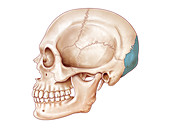 Human Skull, Occipital Bone