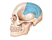 Human Skull, Parietal Bone