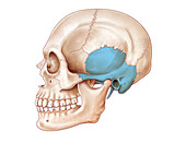 Human Skull, Temporal Bone