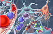 MS Blood Brain Barrier, Illustration