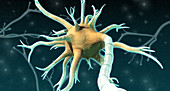 Neuron, Illustration