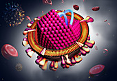 Hepatitis C Virus, Illustration