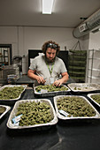 Drying and Curing Marijuana at Commercial Grow