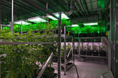 Cannabis Plants Grown for Dispensary
