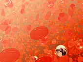 Red and White Blood Cells
