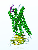 Mu-Opioid Receptor, molecular model