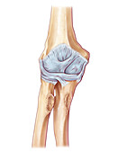 Ligaments of the Elbow