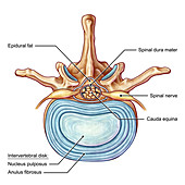 Lumbar Vertebra and Disk, illustration
