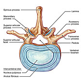 Lumbar Vertebra, illustration