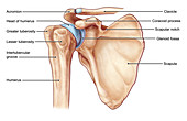 Shoulder Joint, illustration