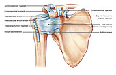 Shoulder Ligaments, illustration