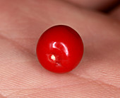 Coca plant berry, Erythroxylum coca