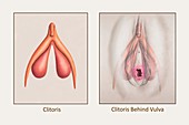 Clitoris Composite, Illustration