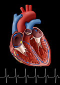Normal Heart with EKG, Illustration