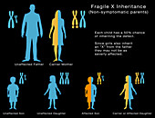 Fragile X Inheritance, Illustration