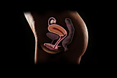 Female Reproductive Organs, Illustration