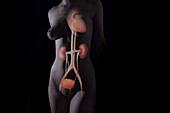 Urinary System Female Torso