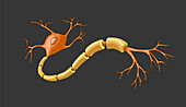 Neuron with Healthy Myelin Sheath