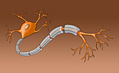 Neuron with Healthy Myelin Sheath