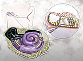 Auditory Hair Cells, Illustration