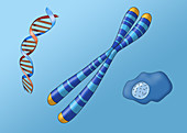 Chromosome Structure and Location, Illustration