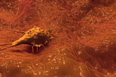 Cancer Cell Migrating