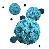 Norovirus, 3D Model