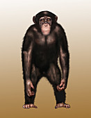 Chimpanzee, Illustration